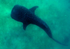 Whalesharks Philippines